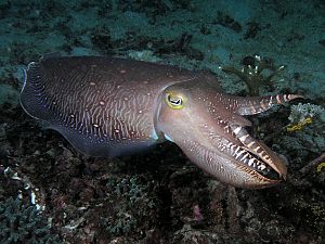 cuttlefish koh chang-tucatravel