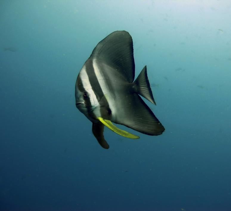 htms chang batfish -tajlandia nurkowanie tucatravel
